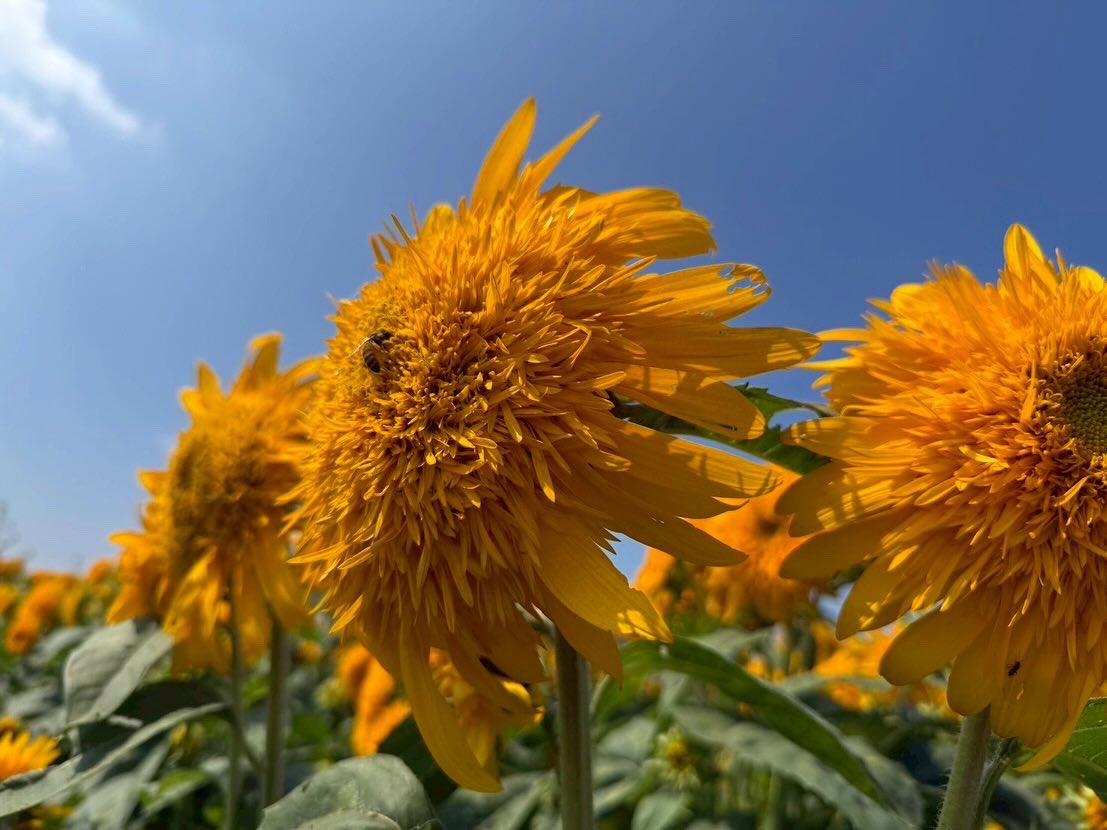 プレオープン1日目🌻】8分咲き🌻 プレオープン初日からたくさんの