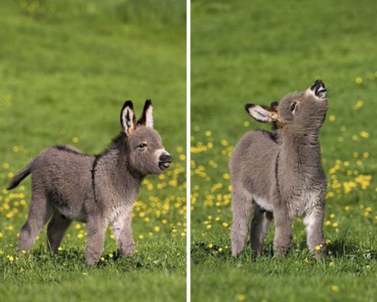 ロバの赤ちゃんが可愛すぎる