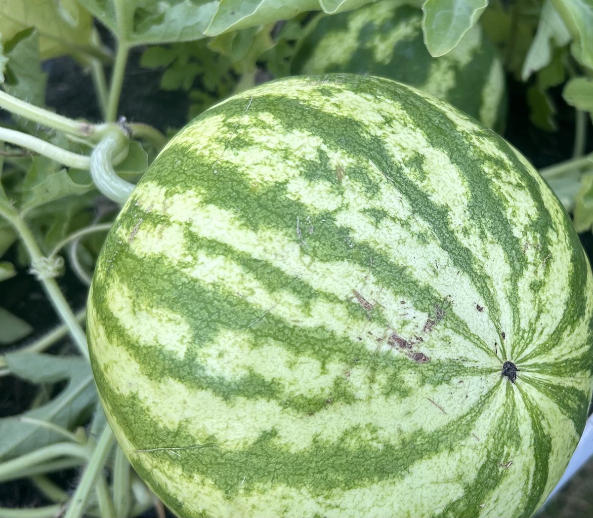Crimson sweet watermelon about 2 months into its grow. These melons can grow between 15-25 pounds before they’re ready for harvest!