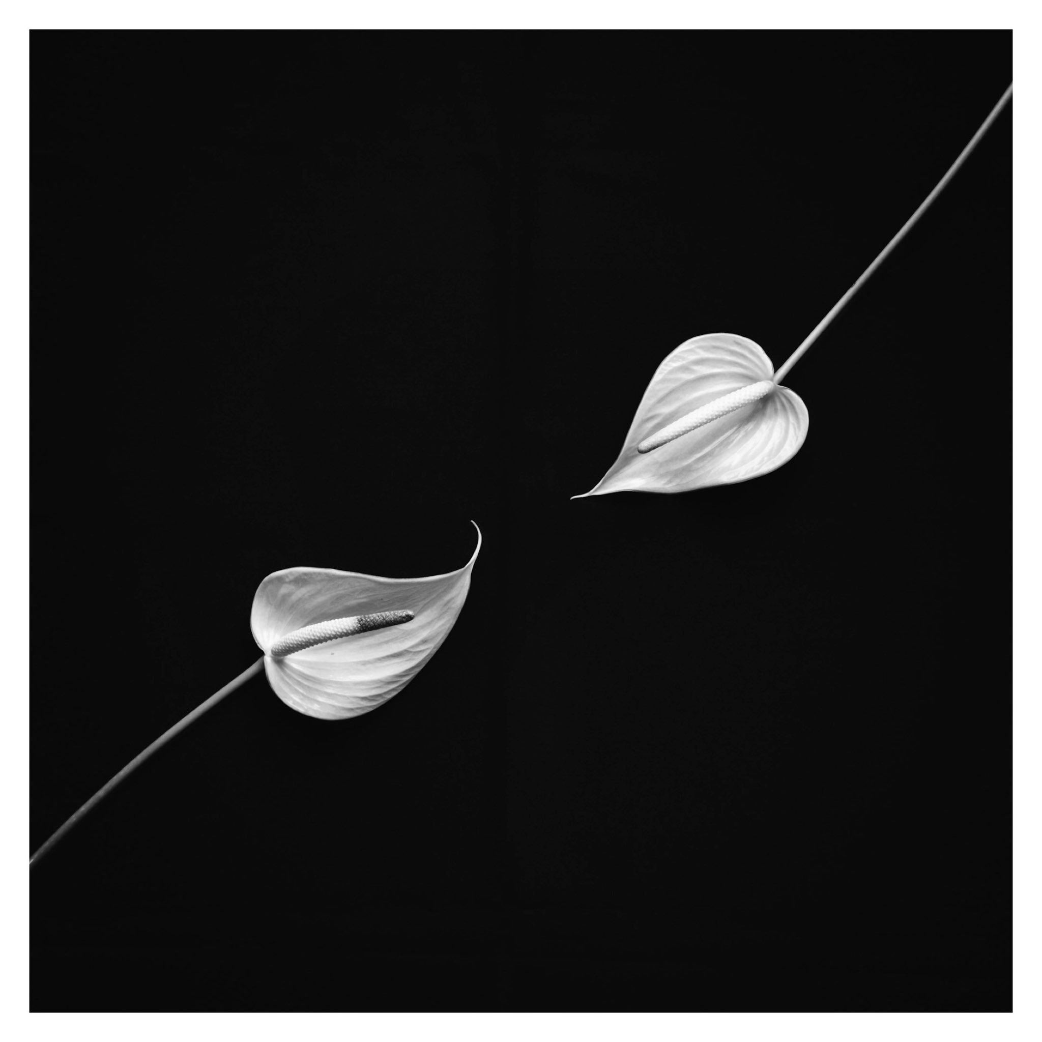 【希少 非売品】ロバート・メープルソープ　Memento Mori 希少 非売品】ロバート・メープルソープ Memento Mori - メルカリ