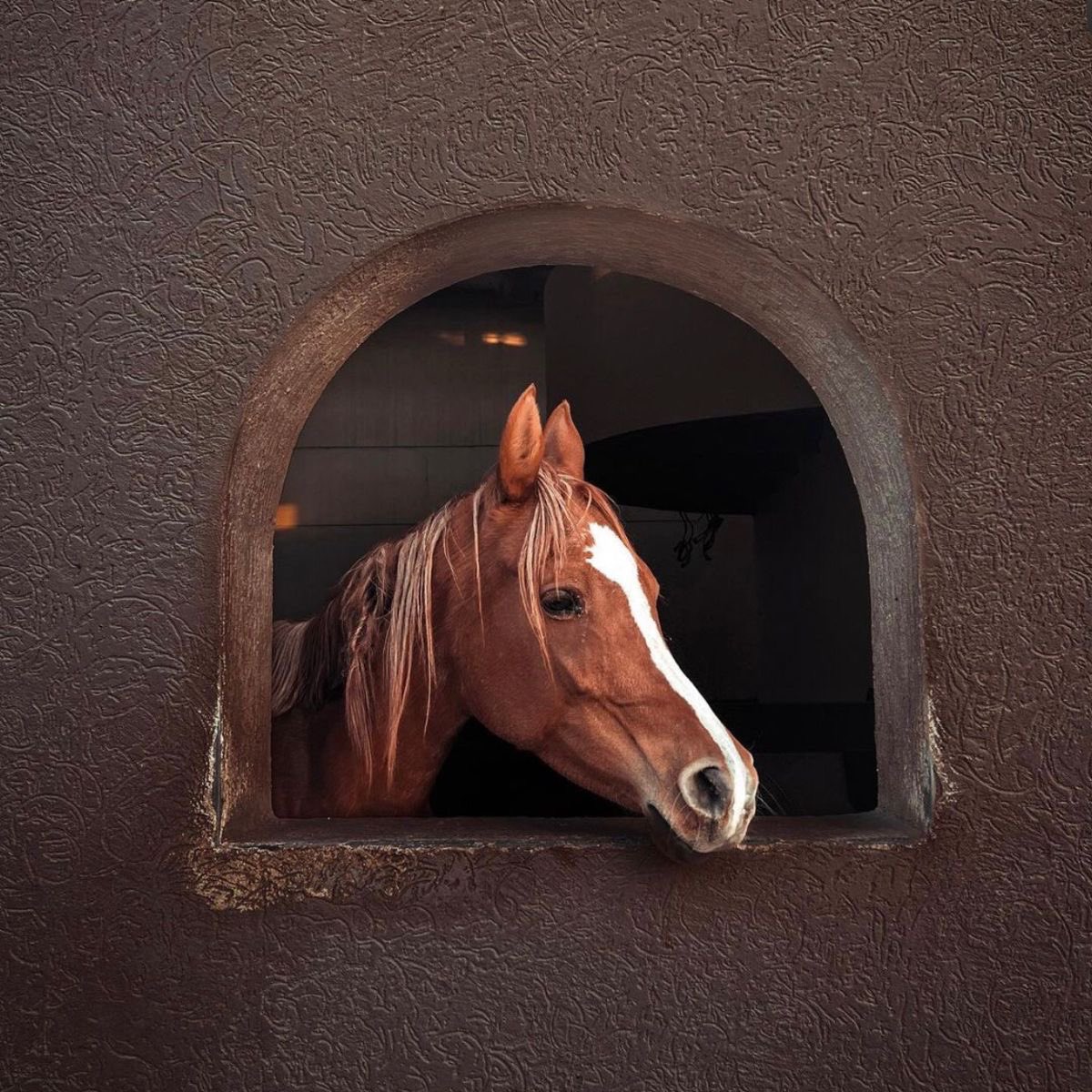 Horses🐎 (@thhorss) on Twitter photo 