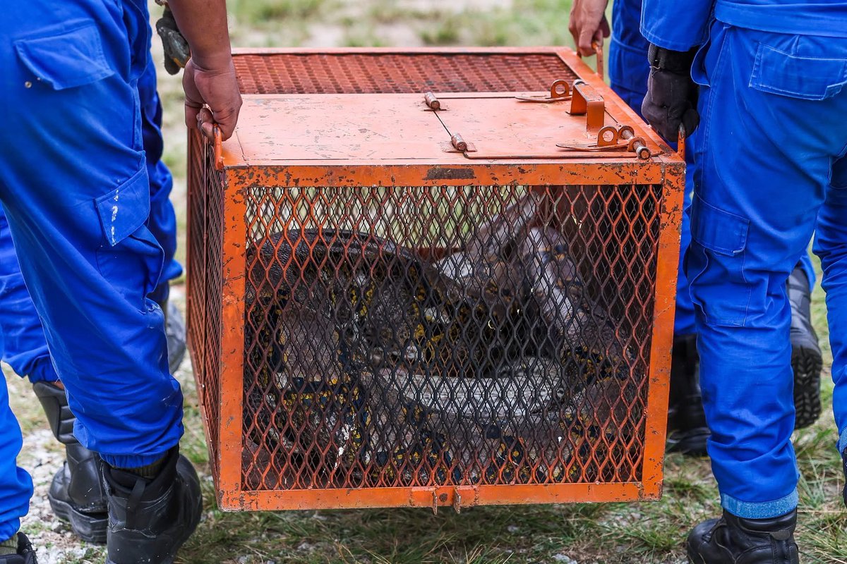 Seekor ular sawa seberat lebih 80 kilogram  jatuh dari siling bilik sebuah rumah di Kg Kempadang, Kuantan, Pahang.

Kejadian mengejutkan penghuni rumah yang terdengar bunyi runtuhan sebelum menemui ular sawa di bilik anak perempuannya.