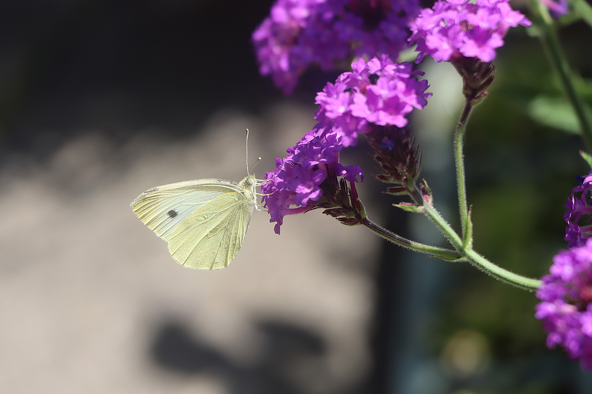 paulfearsphoto's tweet photo. This has been a great year for Cabbage White Butterflies. But photographing any butterfly is never easy. I suppose taking the shot whilst they are nestled on a flower is cheating a little, but I love the colour contrast.
#butterflies #butterflyphoto https://t.co/vkcEbiuUiZ