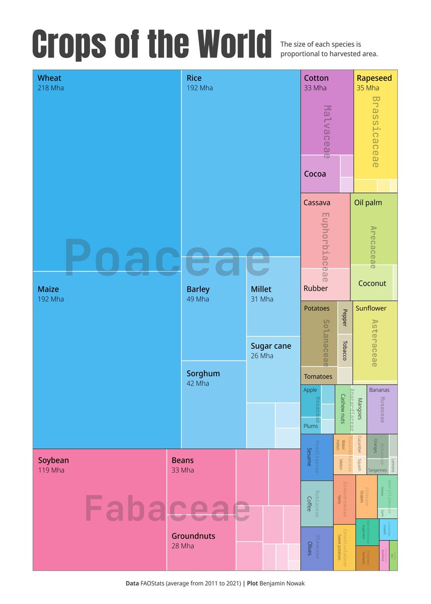 CzemborH's tweet photo. 🧩👨🎓💻💚🌻👨🌾🍞📈
RT: Michał Słota
➡️World agricultural production 🌎
#agrobiodiversity #wheat #maize #rice #cereals
➡️Harvested area globally for crop types,
average 2011-2021 (FAOstats).
#farming #agriculture #crops #agritech
➡️ #FoodSecurity #plantbreeding #yieldgap
#science https://t.co/ZvLk2VStKh