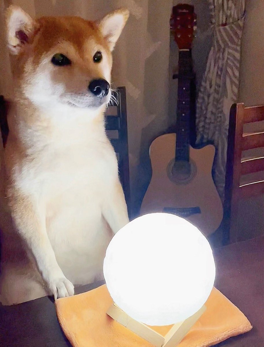 間接照明を修理中に近寄ってきた犬がとんでもなくスピリチュアルやってる…