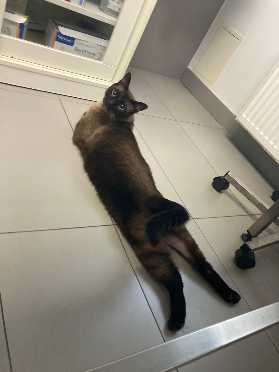 UPD 27.08.2025.: kaķenīte pēc apskates klīnikā izrādījās pamatīgs, 6kg smags runcis - amizantas dabas un ar prasmēs atmūķēt visas atvilknes un skapjus! Puika, nosaukts par Lorenzo, tagad ir REMI aprūpē un jau drīz sāks meklēt savu jauno ģimeni 😊