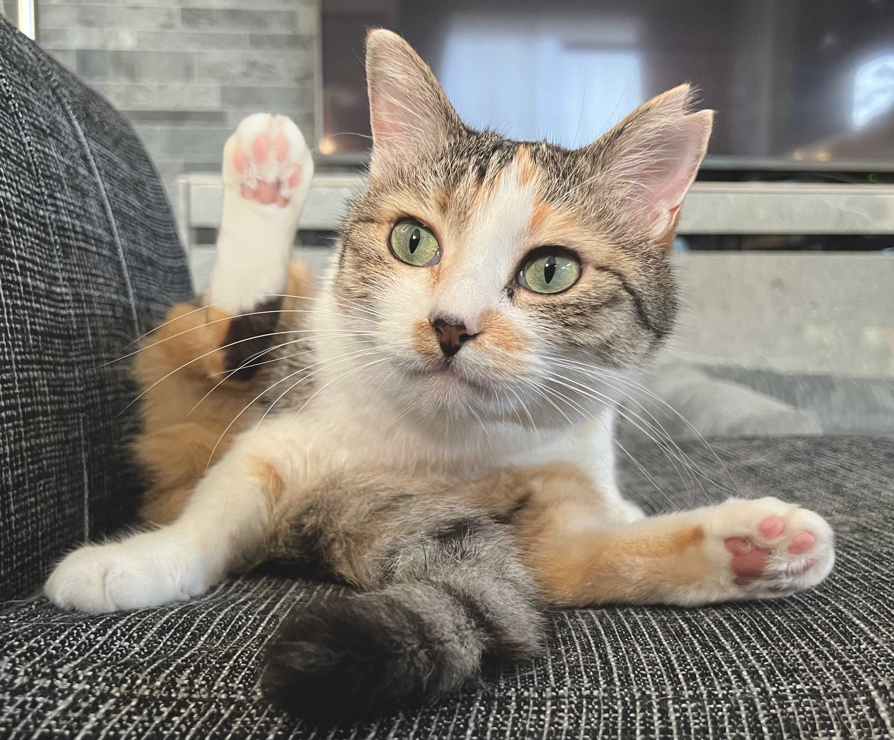 バブーシュカのパステル三毛猫さんのあみぐるみ バブーシュカのパステル三毛猫さんのあみぐるみ あみぐるみ