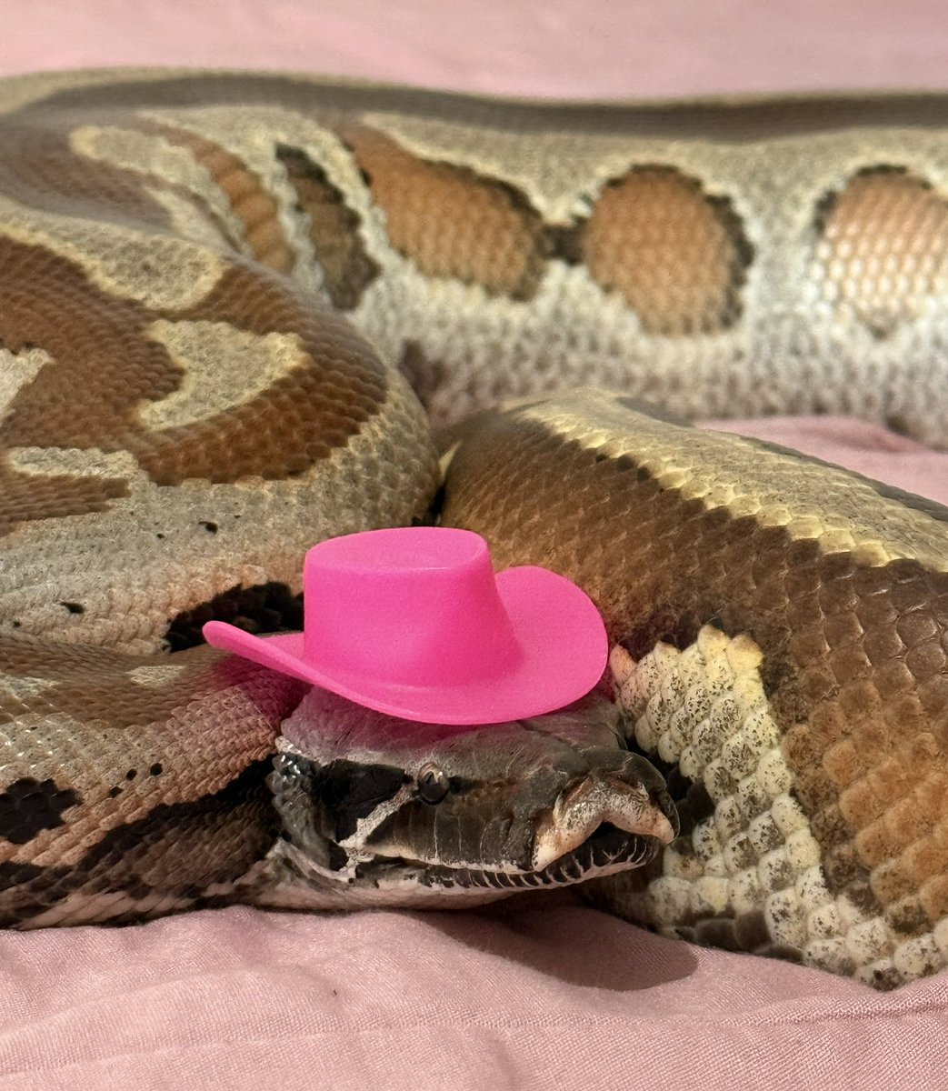 PhenrirMailoki's tweet image. handsome fella 🕺
#pythonbrongersmai #bloodpython