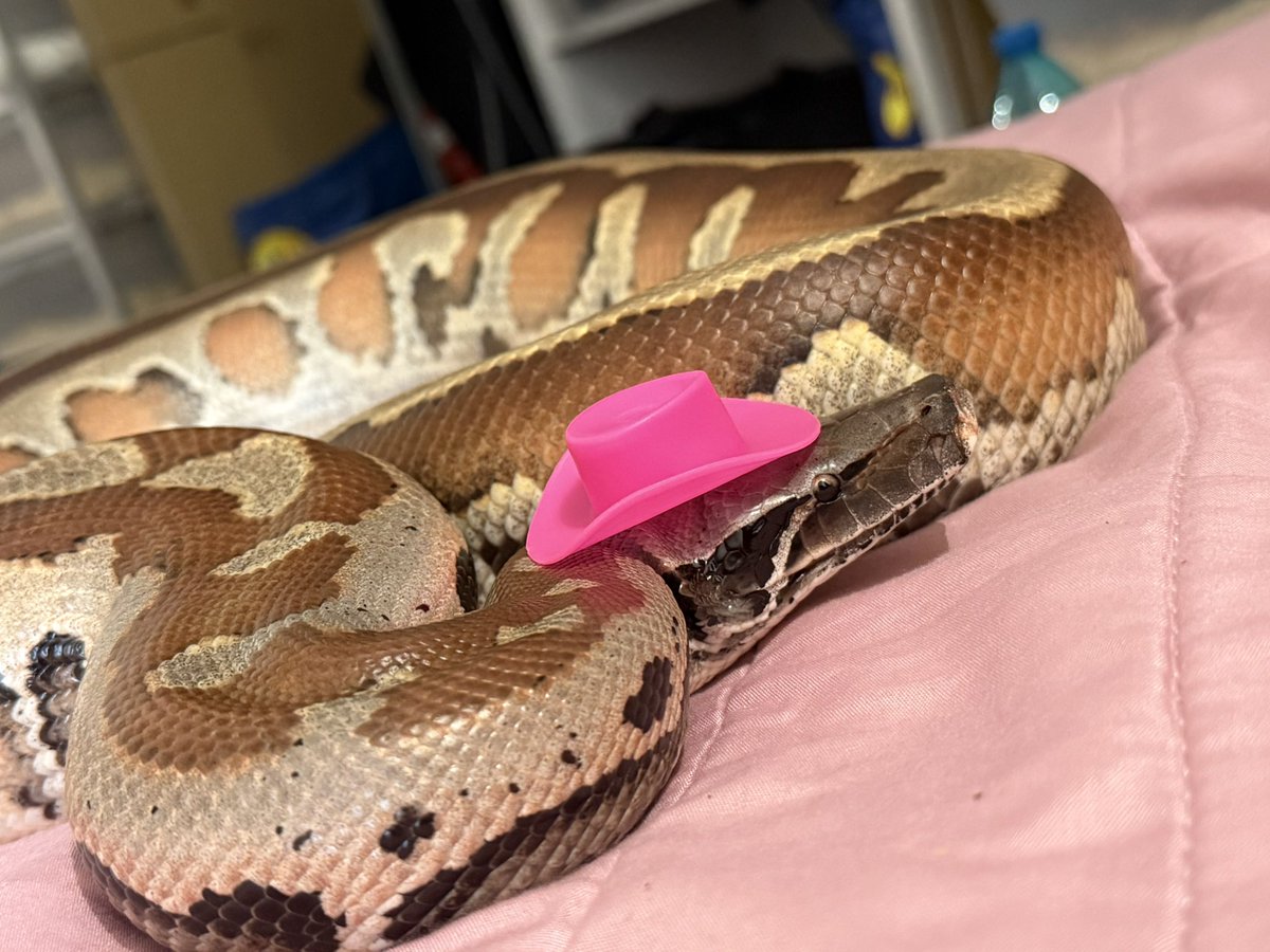 PhenrirMailoki's tweet image. handsome fella 🕺
#pythonbrongersmai #bloodpython
