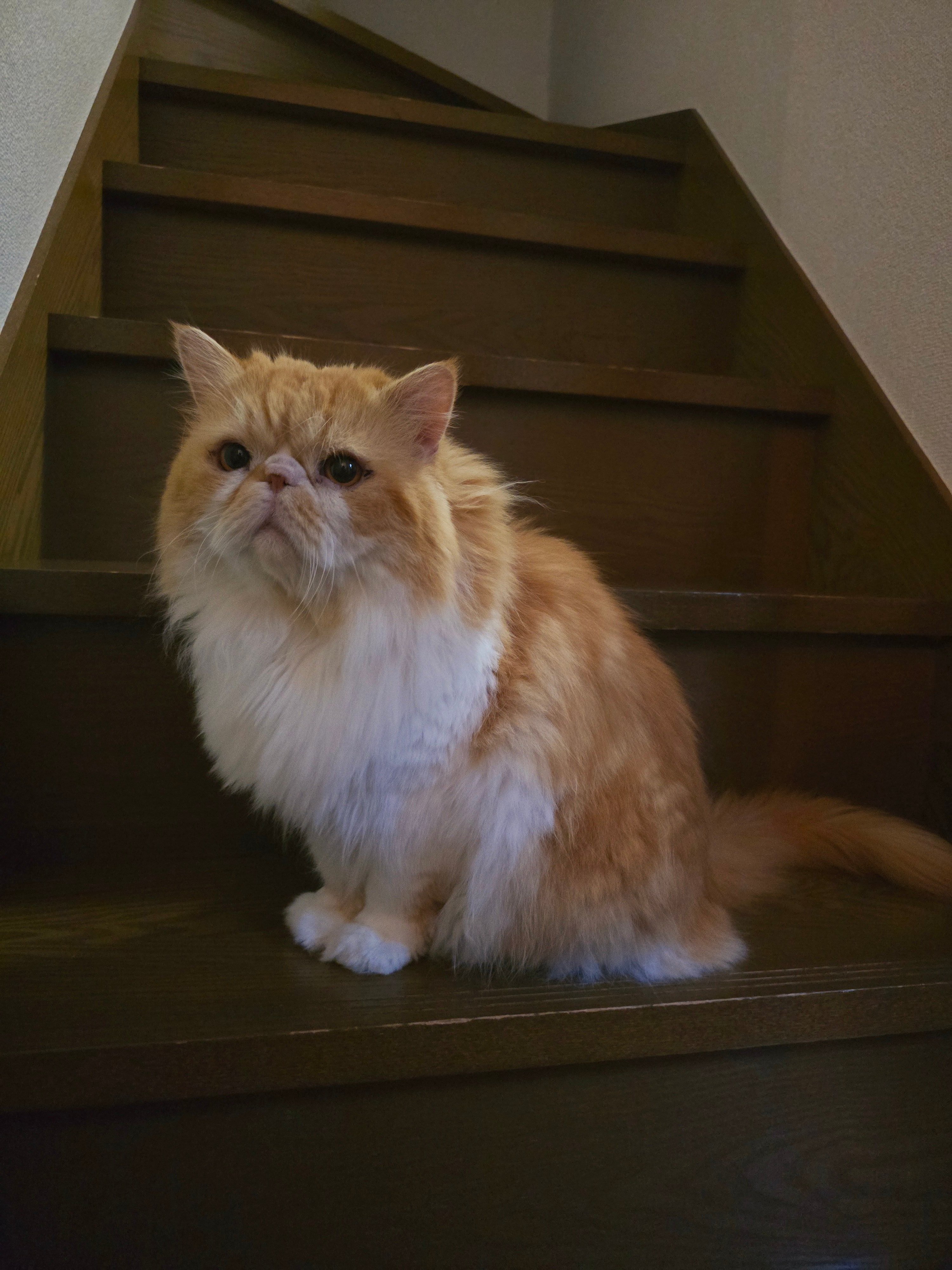 ぽわくん (@powa_zzz) / X