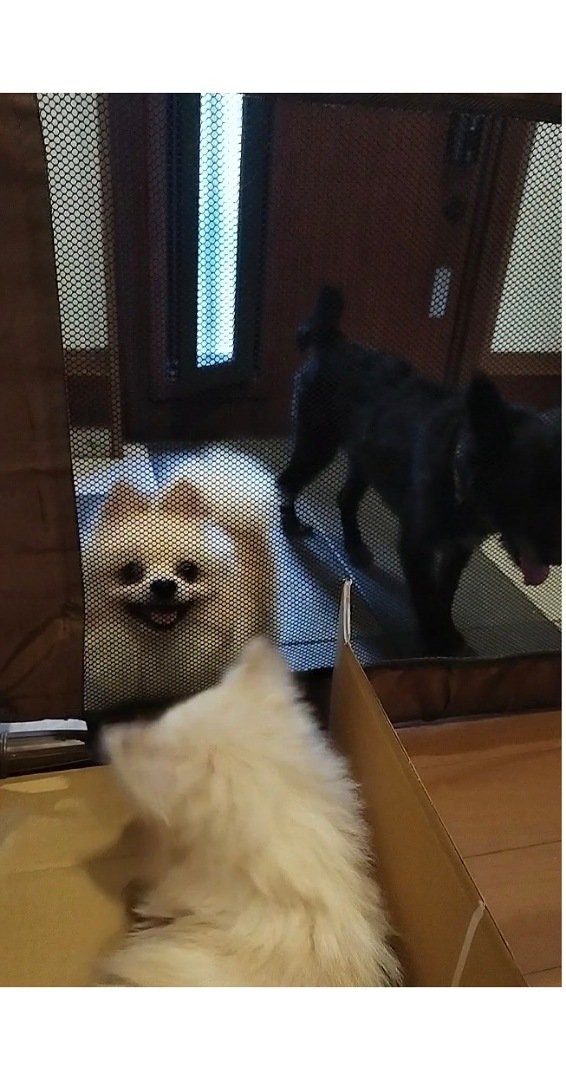 うちの新入り
めちゃめちゃ笑うんです😍