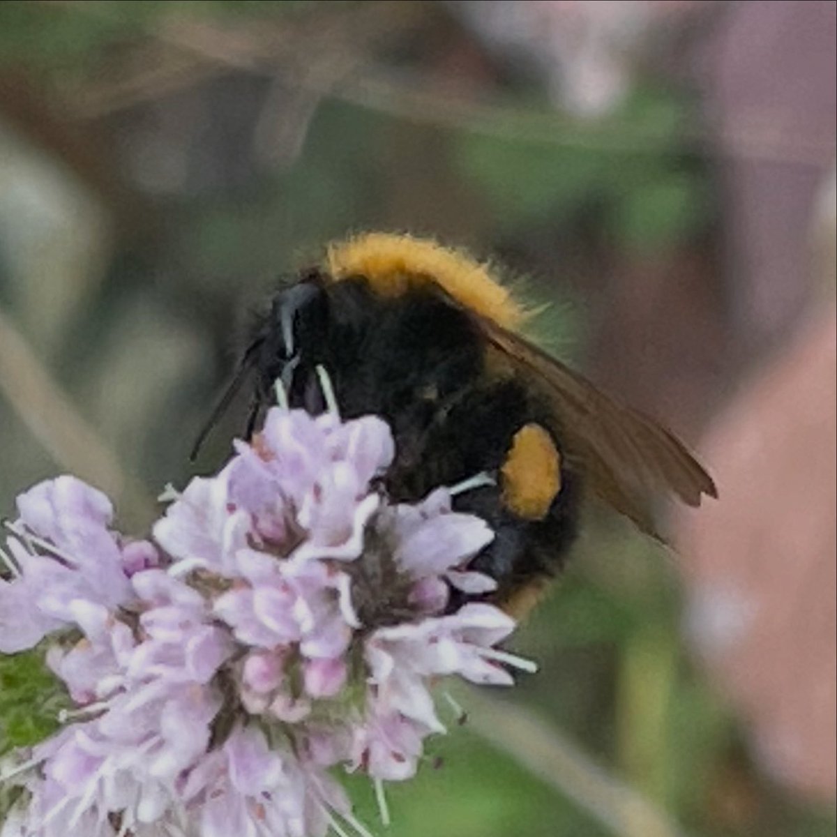 Mooie natuur in de tuin