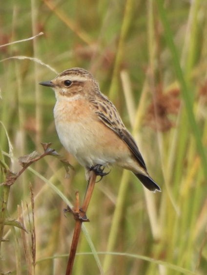 EdBirder's tweet image. Two Whinchats on Papercourt Meadows this morning. Didn’t have any on Spring passage this year so nice year tick for me @SurreyBirdNews