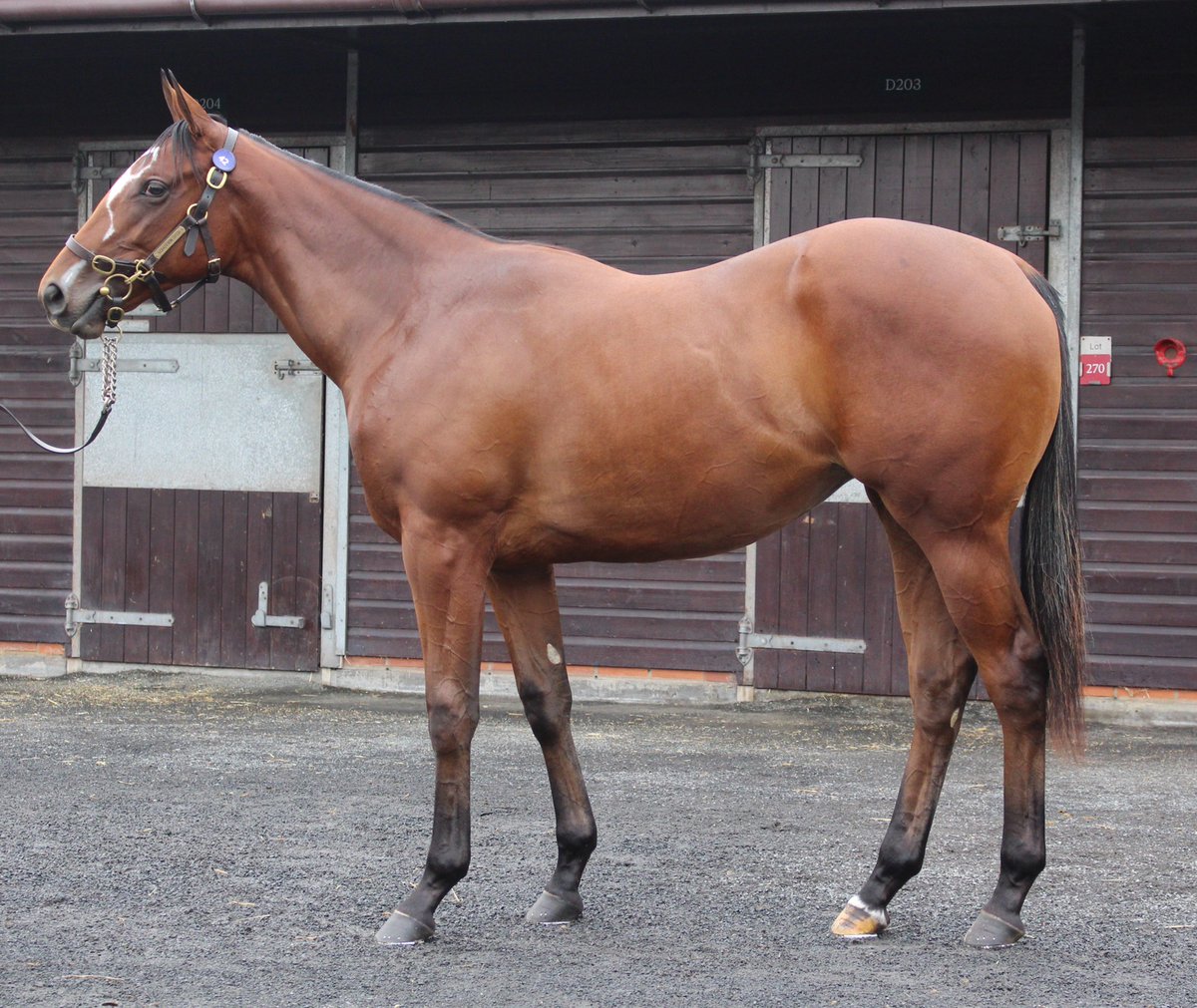 Darley in Europe tweet media