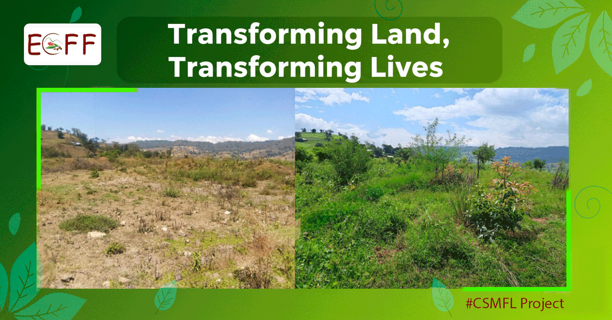 ECFF - Environment and Coffee Forest Forum tweet media