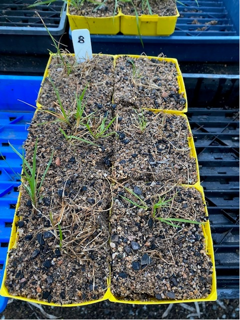 A clear winner was 3L Glufosinate + 125 ml ValorEze/Terrain Flow (+Hasten) lifting control to 97%