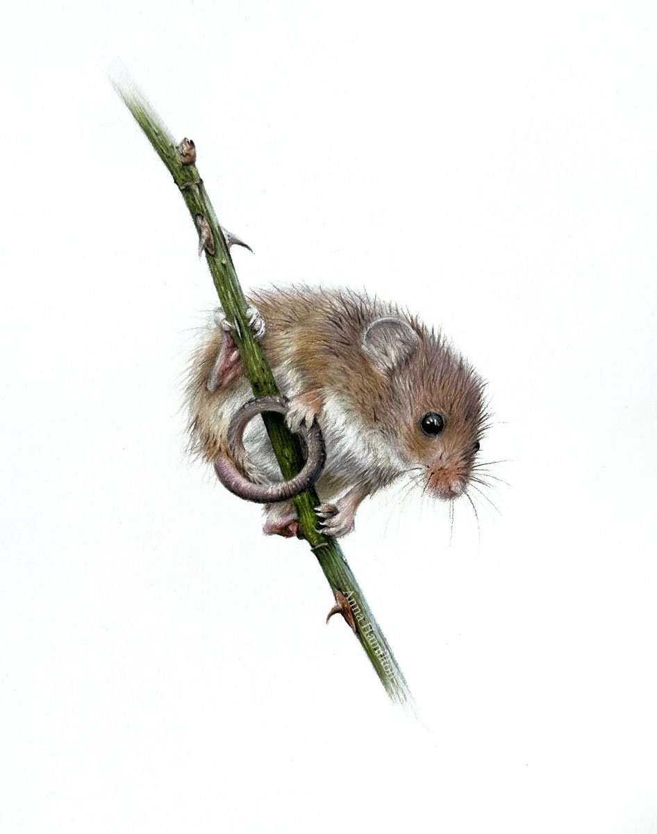 I’m giving this little one a shout out today because…well, look at her! I’ve always loved drawing harvest mice, with their sweet faces and acrobatic poses.

Prints of ‘Little Friend’ are available here 💛

annahamiltonart.com/product/little…