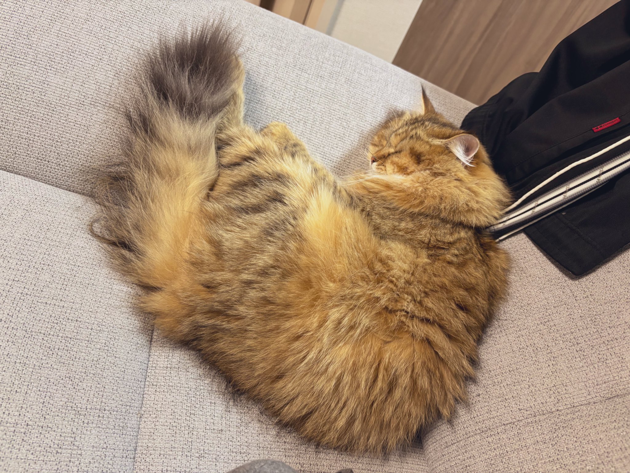 猫舌成長期様 リクエスト 2点 まとめ商品 フェオ👑リーン🔔サイベリアン on X: 