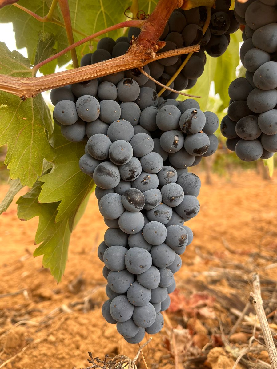 👉🏻¿Sabes qué es esa capa blanquecina que recubre las uvas de Tinta de Toro? Se llama "pruina" y sirve, entre otras cosas, como defensa natural para proteger el fruto contra enfermedades y agentes externos. #DOToro 🍇🍇👇
