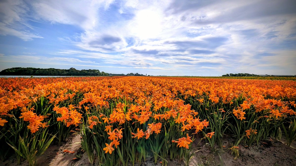 De velden #kleurenoranje in #Julianadorp. In strijd tegen vrouwen geweld.
#OrangetheWorld
#Zomer #RTL #weerfoto
<a href="/weerverteller/">Weerverteller.nl</a>⁩ <a href="/BuienRadarNL/">Buienradar</a> <a href="/weermanrobert/">➡️ Robert de Vries</a> ⁦<a href="/MeteoVoorne/">Meteo Voorne Aan Zee</a>⁩ ⁦<a href="/janvissersweer/">JAN VISSER</a>⁩ ⁦<a href="/Weerplaza/">Weerplaza.nl</a>⁩ ⁦
<a href="/onwukaa/">Amara Onwuka</a> <a href="/HartvNL/">Hart van Nederland</a>