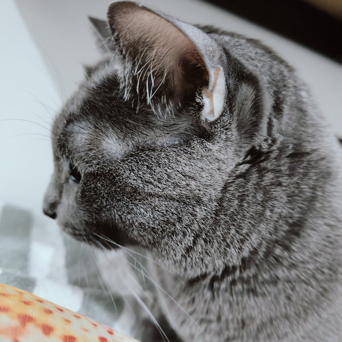 ฉันก็แค่แกล้งโง่หน่อย หลอกบ่อยเลยทีนี้🍃#แคปชั่น #แคปชั่นเด็ด #แคปชั่นโดนๆ #แคปชั่นเสี่ยว #แคปชั่นโสด #แคปชั่นเด็ดๆ #แคปชั่นเหงา #แคปชั่นอ่อย #แคปชั่นแอบรัก #คำคม #แคปชั่นกำลังใจ #แคปชั่นเจ็บๆ #คำคมเหงาๆ #คำคมไม่รัก #loveasdevil #แกล้งโง่