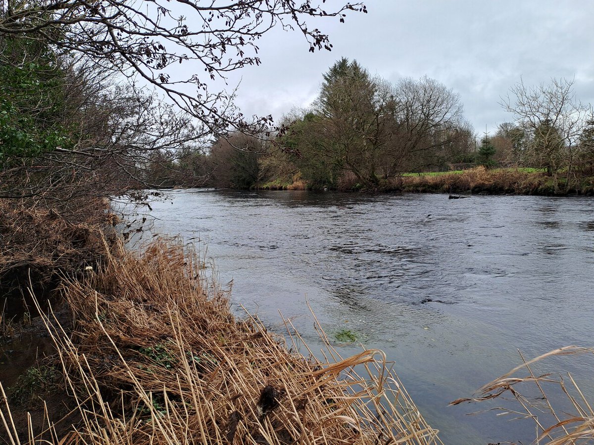 loughsagency's tweet photo. 🐟 Nearly £6k invested in the Derg River (Glashagh) to boost fish habitats! 60 tonnes of spawning gravel added to support healthier stocks and enhance biodiversity, part of Loughs Agency’s ongoing Fisheries &amp; Angling Improvement Strategy. 🌊🌱 #RiverRestoration https://t.co/CO9kmxkFrp