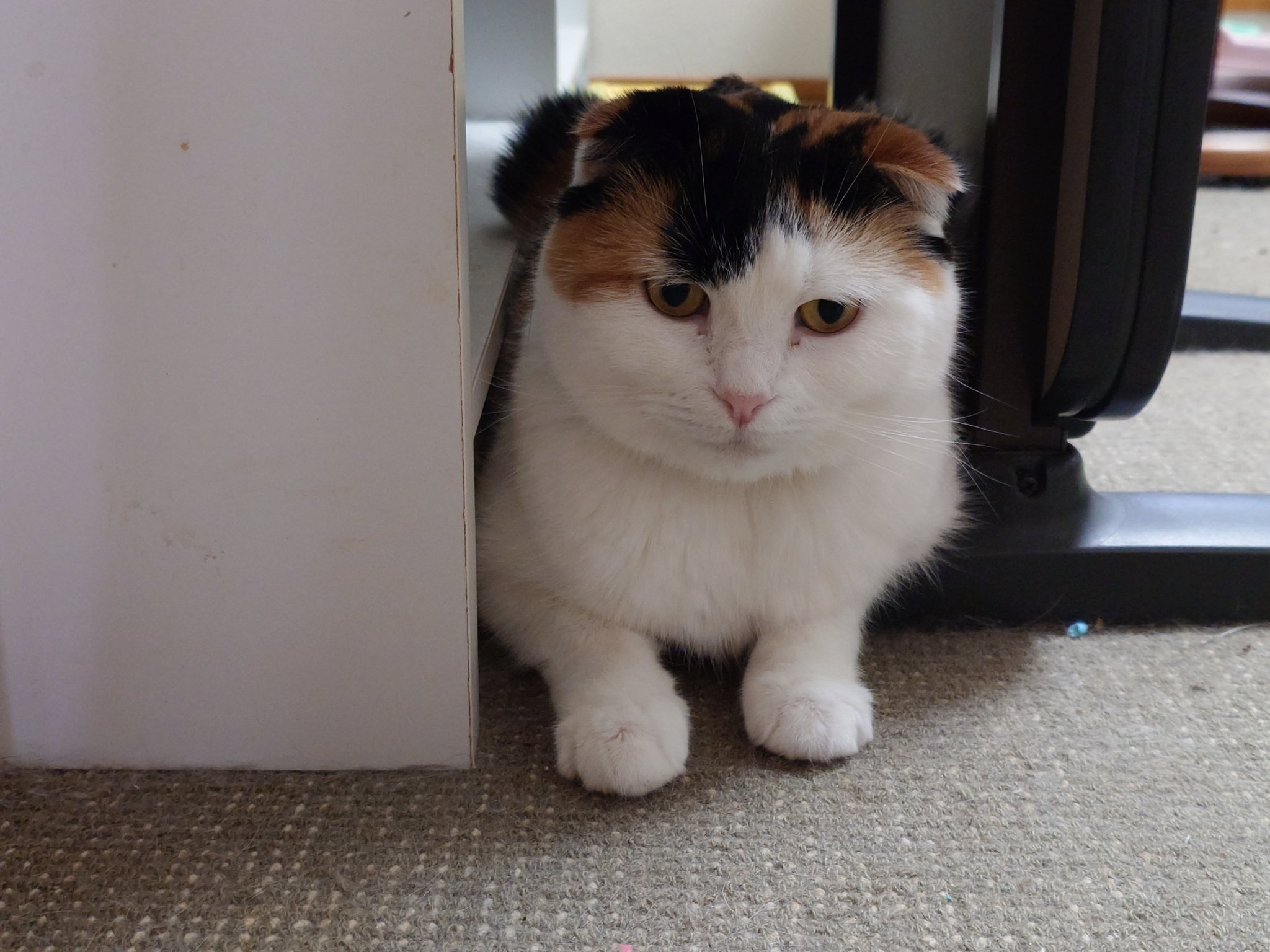 三毛猫ページ おねだり三毛猫｜WooBia公式オンラインショップ – WooBia