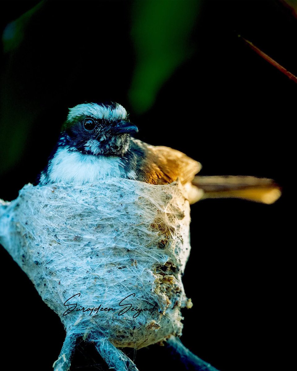White Browed Fantail- at Yala National Park Sri Lanka 

#birdpotd
#srilanka #visitsrilanka #srilankatravel