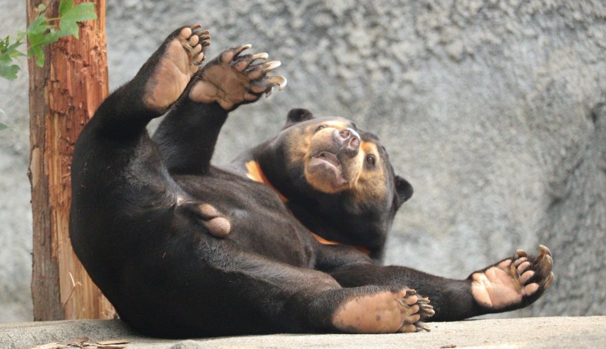 マーティンまたねʕ•ᴥ•ʔฅʾʾ🧡