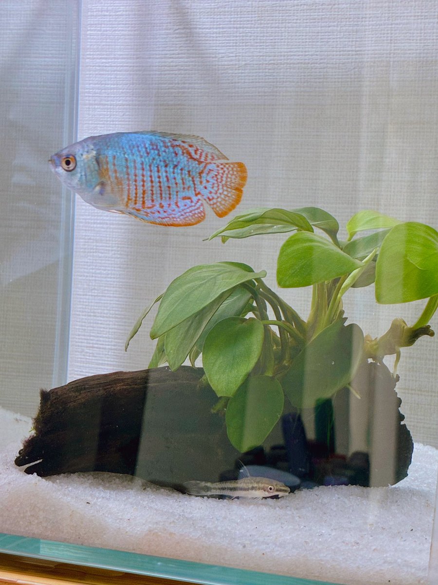 ぱんつくった (@ahkr4f) on Twitter photo 