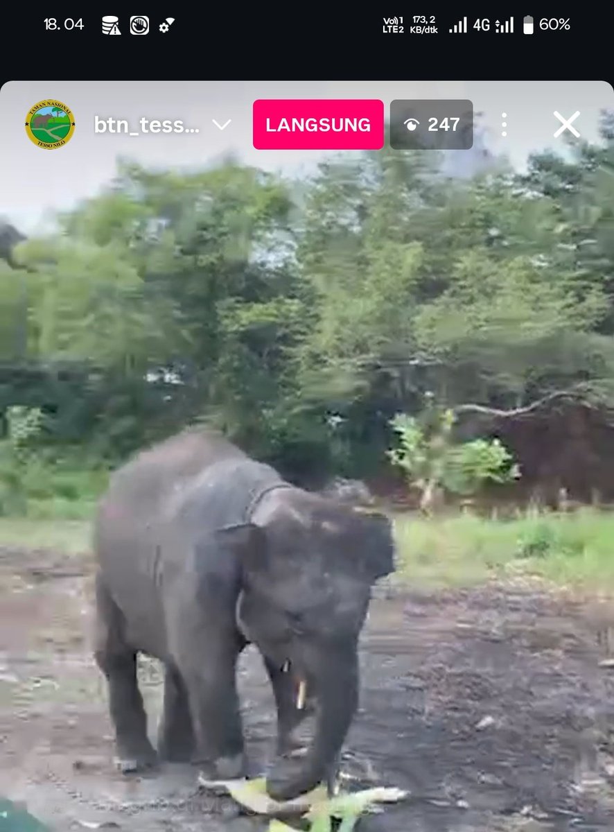 Liat live domang dombret ku mam sore 😚

Sekarang domang udah 720kg katanya 🙀🐘

Alhamdulillah domang kesayangku selama di sapih berat badannya tetap stabil 🥰😍

Sehat2 domang dombret kesayangankuuu 😚🐘 <a href="/btn_tessonilo/">BTN Tesso Nilo</a>