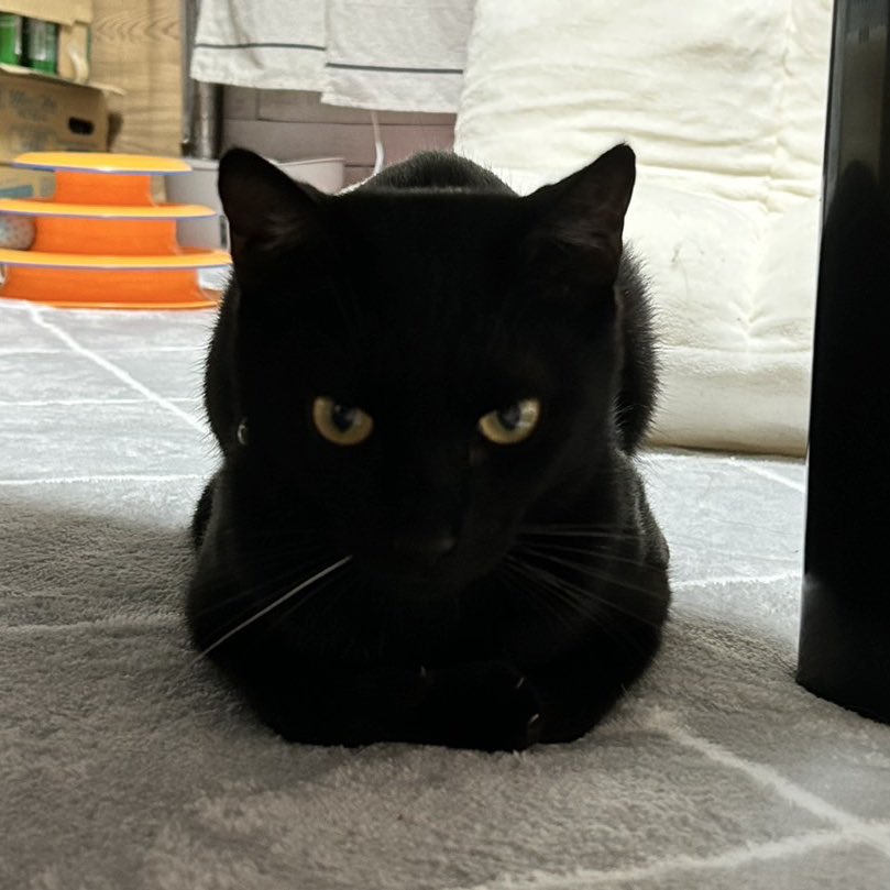 つくきな❤︎ココテテ🐈‍⬛⸒⸒⸒⸒🐾 on X: 