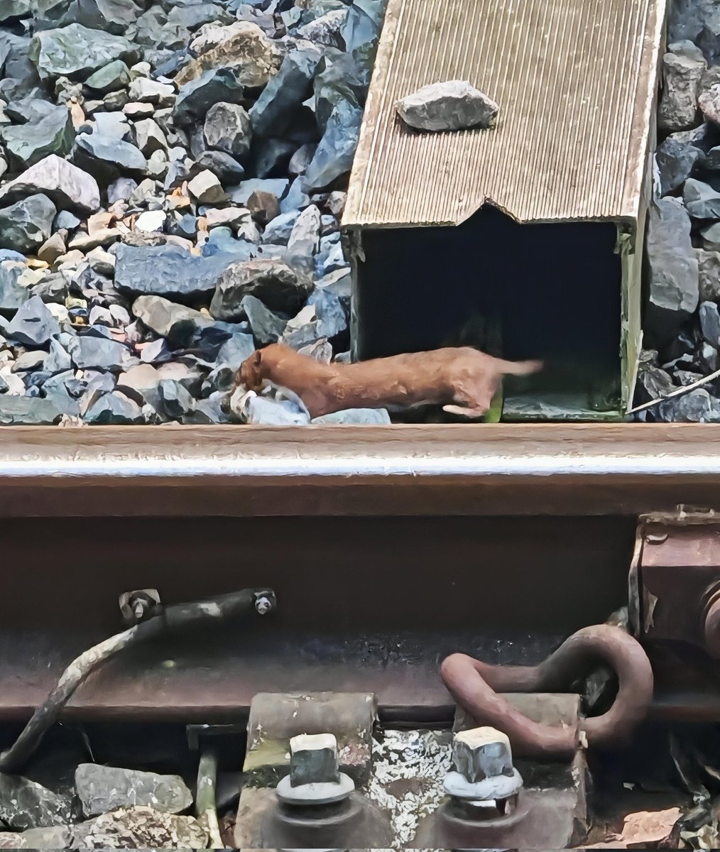 Gordonpmorris's tweet image. Just watched a stoat catching a wee moose at Dundee train station!

Nature red in tooth and claw ❤️