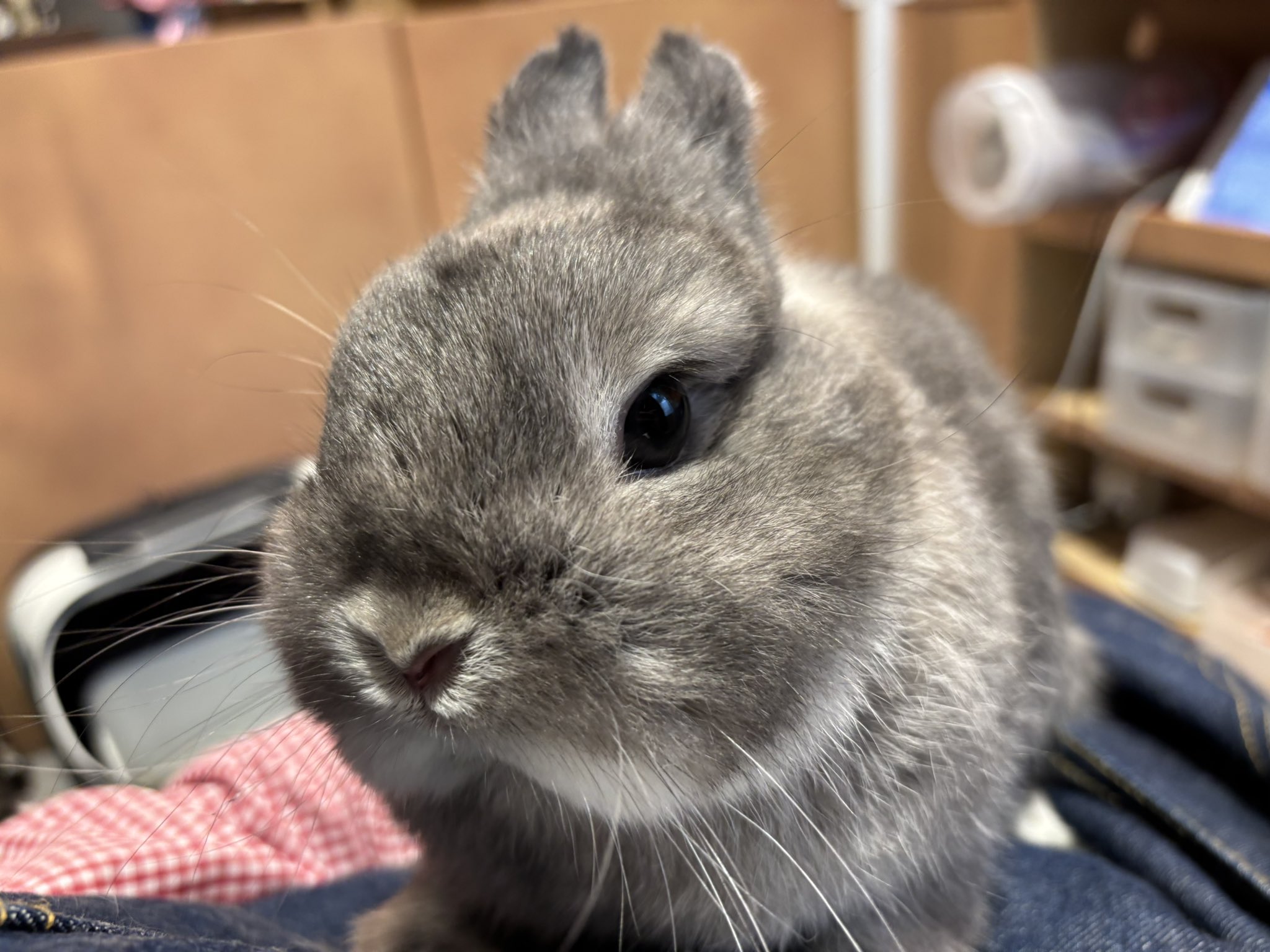 うさぎのしっぽhus二子玉川店 on X: 