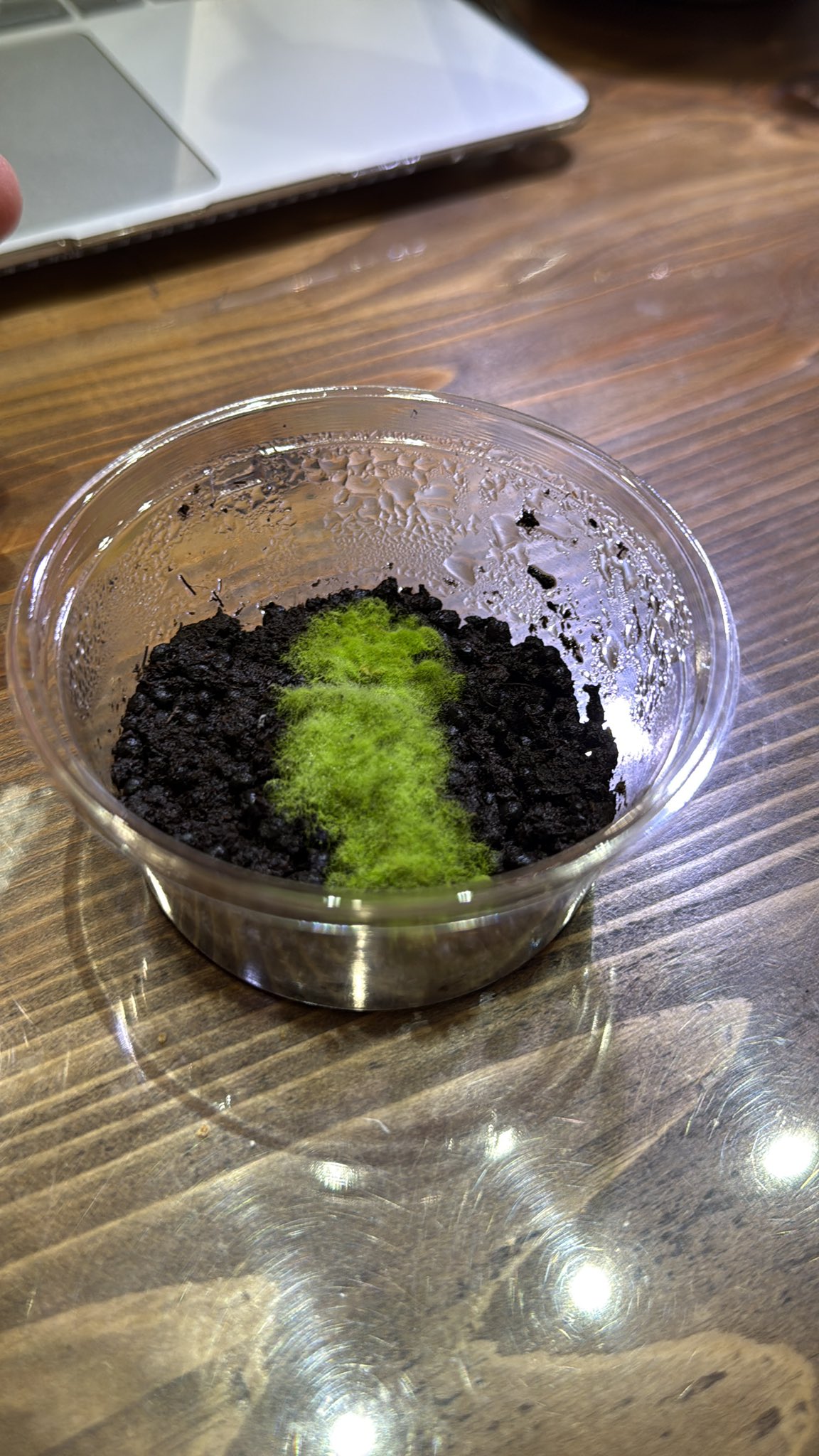 ヒカリゴケ (大) ヒカリゴケ - Search / X