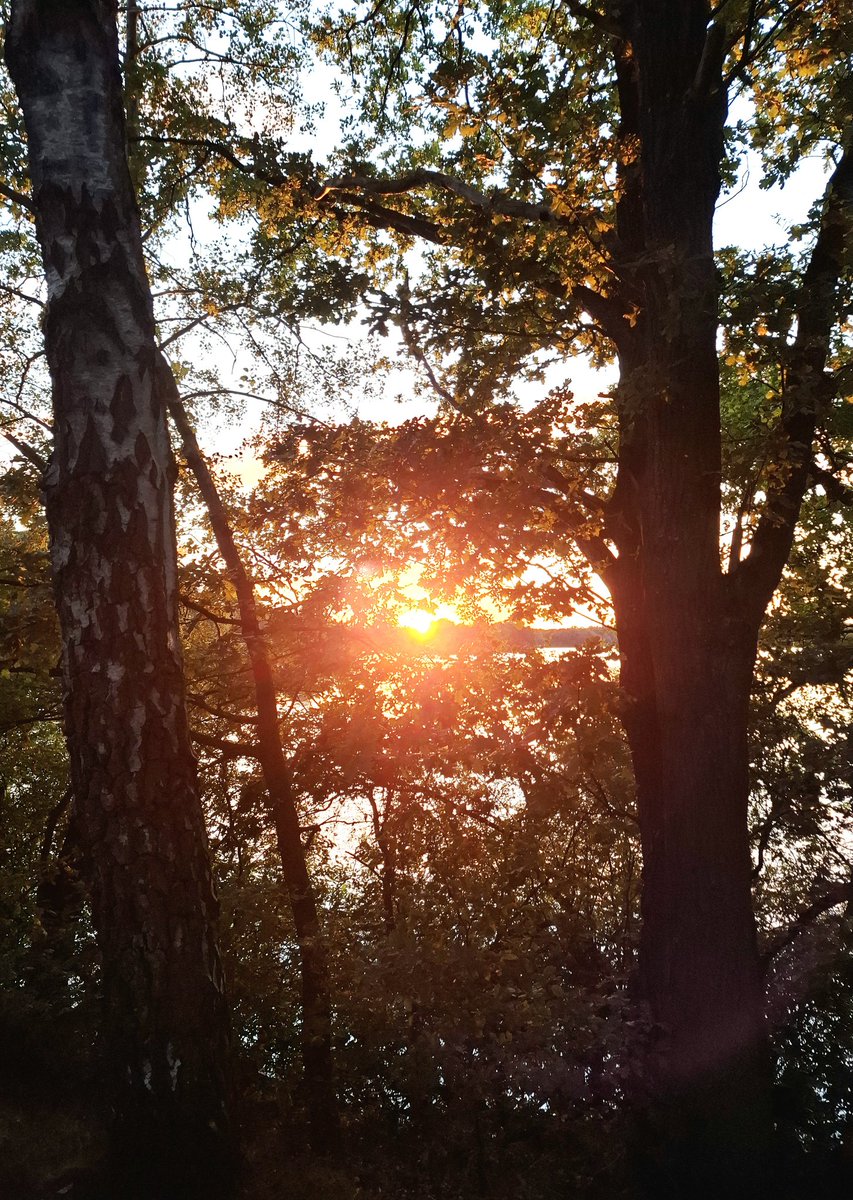 chriz31_07's tweet image. Let’s see your backlit photos! ☀️