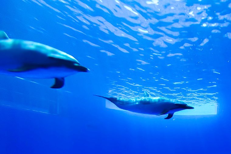 ❌水族館好き(❁ᴗ͈ˬᴗ͈)水族館の生き物 水族館🫧🪼
