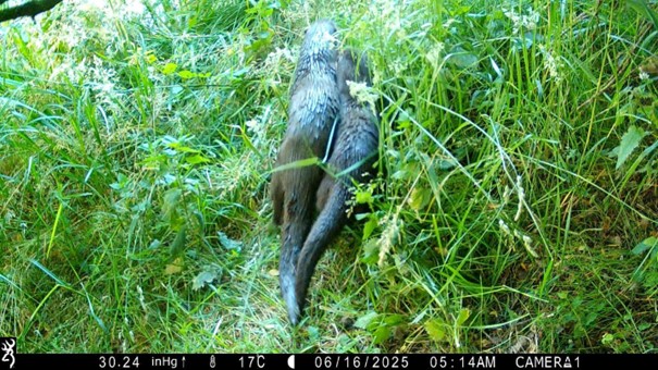 Nieuwsbrief 83 van Onder water in Leiden - mailchi.mp/onderwaterinle… Canalcam: al 17 soorten | Slootjescheppen met de LVO-academie | Otter bijna in Leiden! | Wat deed team OWL de afgelopen maanden? | Les op OBS en aan Univ. Leiden | 5 dode vissen in het visreservaat