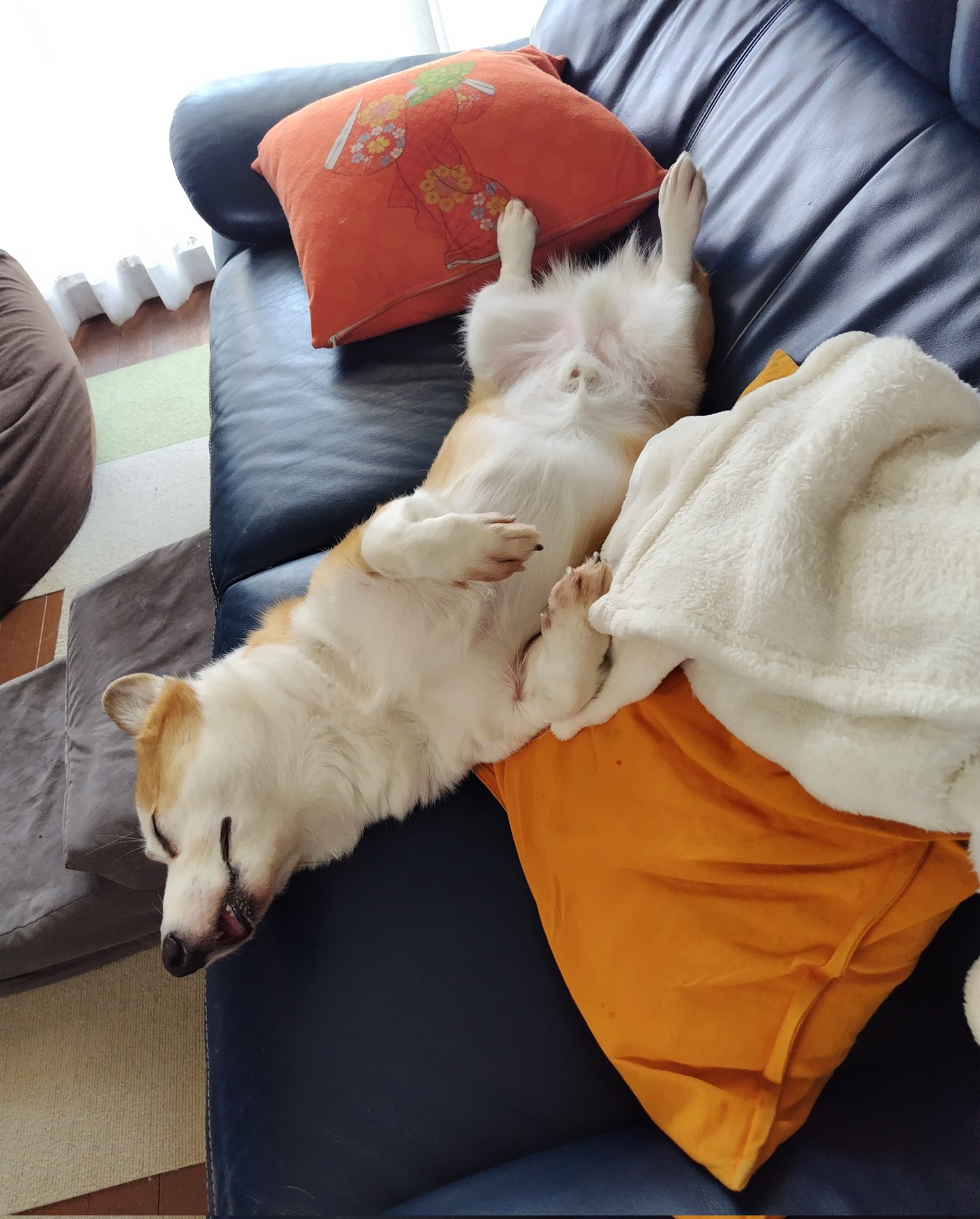 CHIEN様♡ありがとうございます♡ Today, Thursday, Kuu-chan was hospitalized again(´・ω