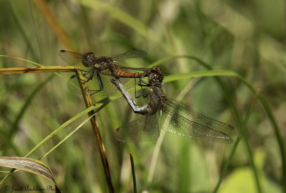 Common Darters Middleton NR <a href="/Lancswildlife/">Lancashire Wildlife Trust</a> <a href="/WildlifeTrusts/">The Wildlife Trusts</a>