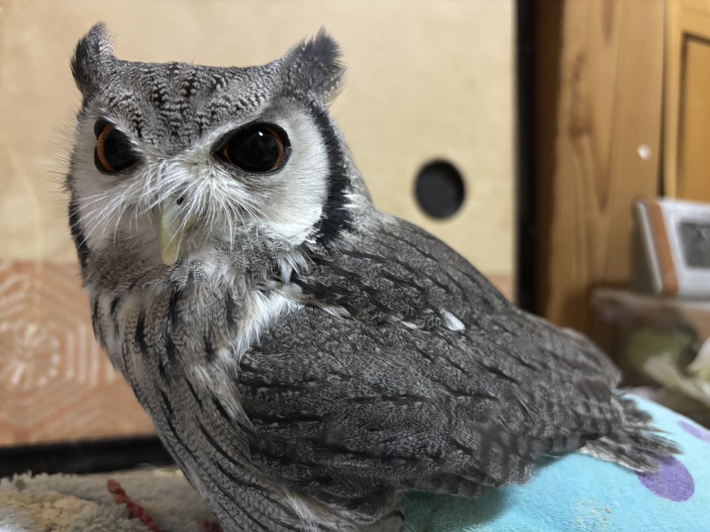 獲物より優先順位の低い飼い主。
