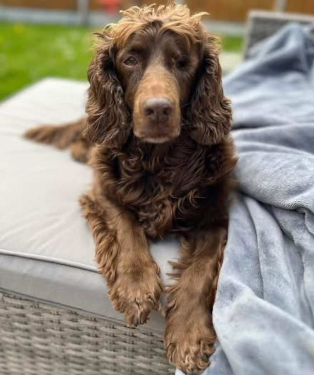 MissingPetsGB's tweet image. 🐕 MISSING DOG BELLE
12 year old brown working cocker spaniel with only one eye &amp;amp; slightly deaf missing since 26 August 2025 from Strongstry #Ramsbottom #BL0 in the woodland next to old railway line.
Belle was wearing a purple harness at the time &amp;amp; is chipped &amp;amp; spayed.