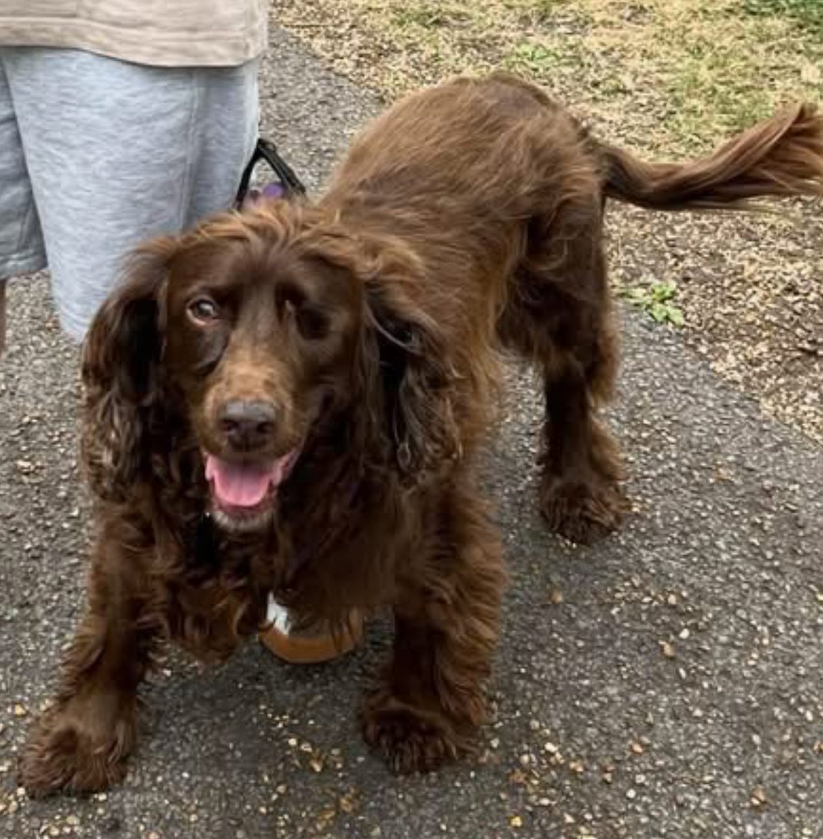 MissingPetsGB's tweet image. 🐕 MISSING DOG BELLE
12 year old brown working cocker spaniel with only one eye &amp;amp; slightly deaf missing since 26 August 2025 from Strongstry #Ramsbottom #BL0 in the woodland next to old railway line.
Belle was wearing a purple harness at the time &amp;amp; is chipped &amp;amp; spayed.