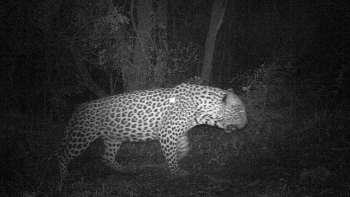 PrimatePredator's tweet image. #Feline Friday presents a handsome, big, wild male leopard who roams the Western Soutpansberg mountains. The @PrimatePredator  camera traps offer a privileged glimpse into the secret lives of these magnificent creatures,  and we are extremely fortunate to be able to study them.