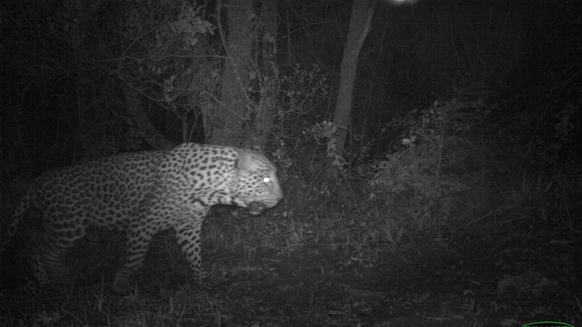PrimatePredator's tweet image. #Feline Friday presents a handsome, big, wild male leopard who roams the Western Soutpansberg mountains. The @PrimatePredator  camera traps offer a privileged glimpse into the secret lives of these magnificent creatures,  and we are extremely fortunate to be able to study them.