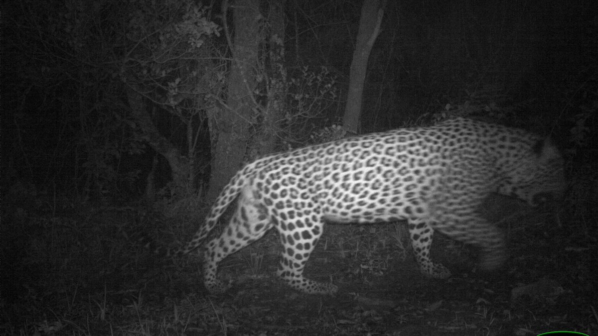 #Feline Friday presents a handsome, big, wild male leopard who roams the Western Soutpansberg mountains. The <a href="/PrimatePredator/">PPP</a>  camera traps offer a privileged glimpse into the secret lives of these magnificent creatures,  and we are extremely fortunate to be able to study them.