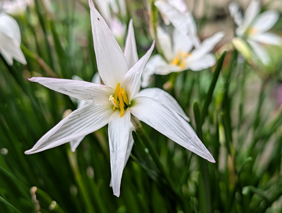 AmreliaRuhez's tweet image. Google Pixel 10 Pro Camera Samples 🧵 

Rate From 0-10
