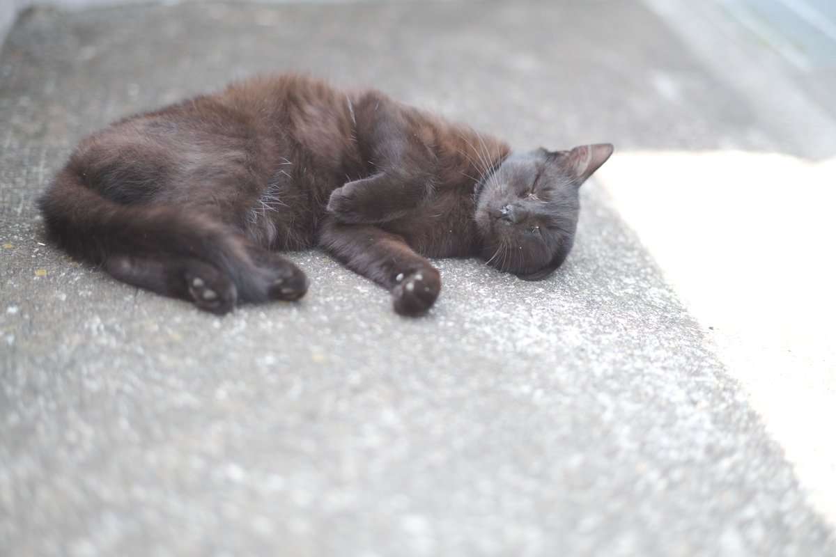 #無防備なクロジュを守りたい