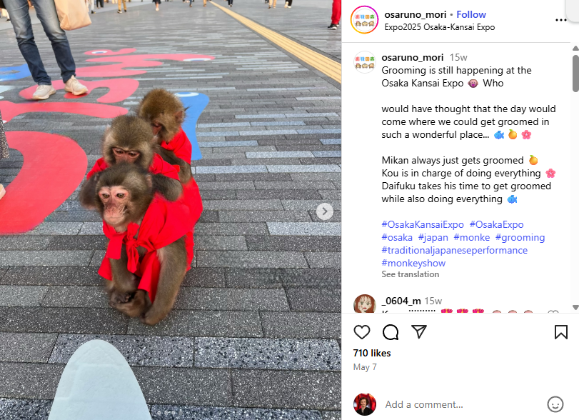 GUYS. THEIR ARE 3 DIFFERENT MONKEYS MIKAN IS THE SISTER AND SMALLER ONE. ITS OKAY TO RUN MULTIPLE ANIMALS AND NOT PVP. DAIFUKU IS THE AURA MONKEY. THIS IS $MIKAN.