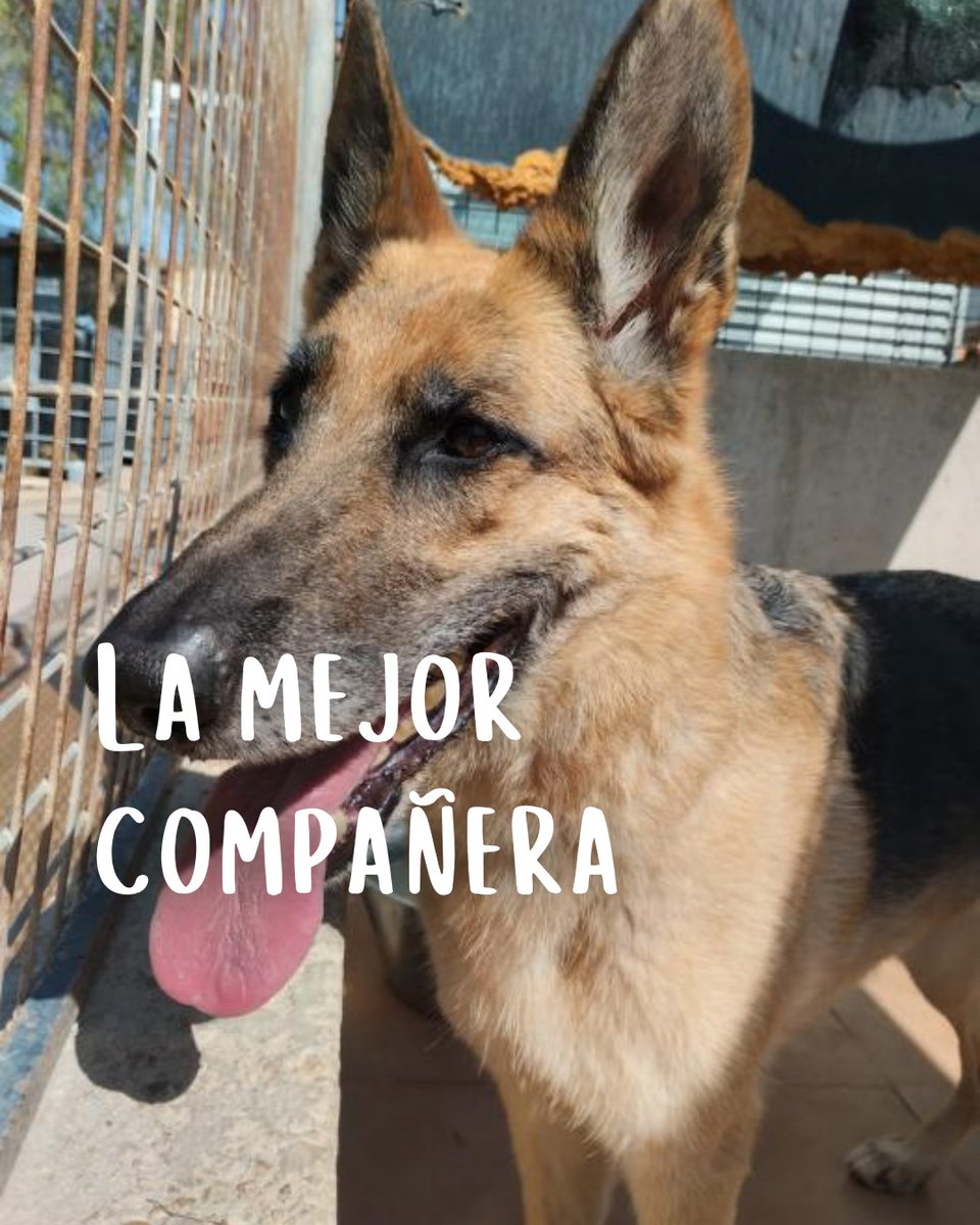#Valencia
#DAFNE tiene solo 7 años. No entiende por qué ya no está en su casa, y es que según parece, "no pueden seguir haciéndose cargo de ella...".

Nos ha demostrado ser una perrita noble, buena, dulce y muy tranquila.

Le encantan los niños, adora las caricias y se porta